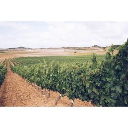 Winery Clunia Vineyards