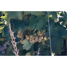 Albillo grapes from Winery Clunia